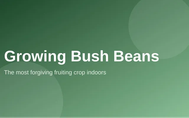 Compact bush bean plants with green pods growing in a container on a sunny windowsill