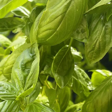 Basil growing on a windowsill at home