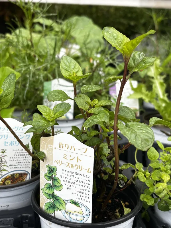 A specialty mint plant with dark red stems in a small nursery pot, with its plant label