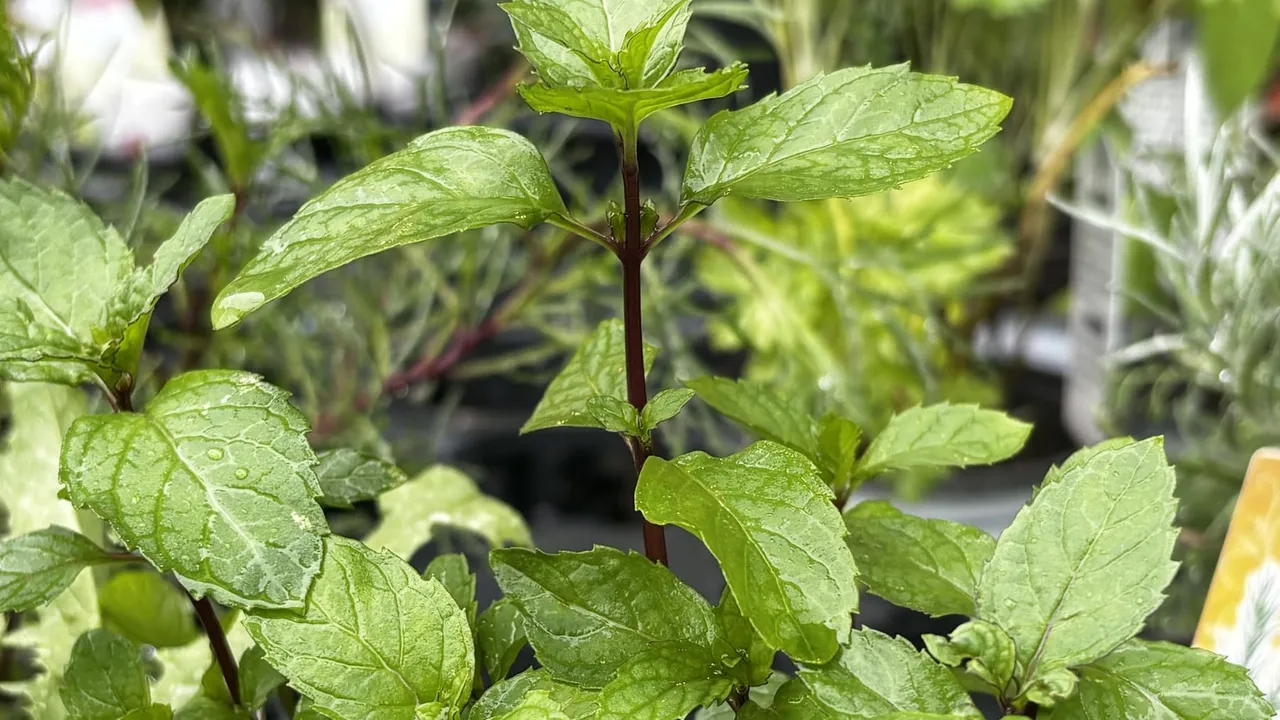 Close-up of glossy green mint leaves on a dark red stem, photographed at a garden center