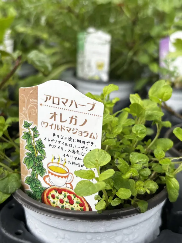 An oregano plant in a small nursery pot, with its plant label